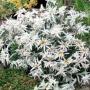 Seminte profesionale  Leontopodium alpinum - Floare de Colt - imagine 49489